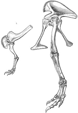 1884년에 O. C. 마시가 알로사우루스 프라길리스(A. fragilis)로 명명한 표본을 바탕으로 복원한 골반뼈 및 뒷다리뼈.