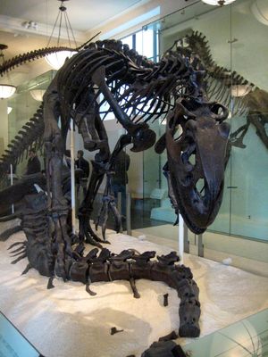 최근 AMNH 5753 사진.
