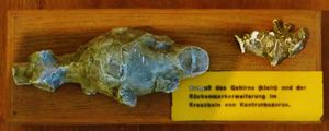 뇌주형 of the sacral ganglion and brain at Museum of Paleontology of Tübingen.