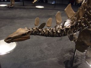 베를린 마운트의 두개골과 목