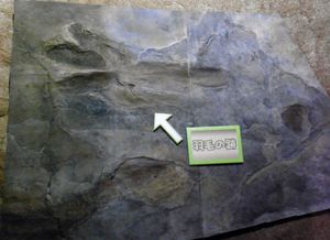 매사추세츠주에서 발견된 휴식 흔적의 일본 주형. 딜로포사우루스와 같은 수각류가 만들었으며, 배 주변에 깃털 자국(화살표)이 포함되었다고 주장되었으나 논란이 있다.