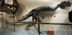 C. nasicornis 홀로타입, 1910년과 1911년에 찰스 길모어가 국립 자연사 박물관에 마운트함