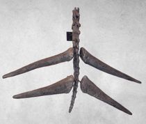 전시된 스테고사우루스 꼬리의 골침.