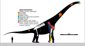 합성 골격 재구성, 모식 표본에 맞춰 축척됨