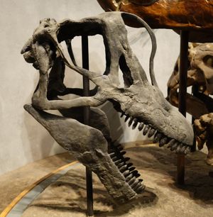 덴버 자연과학 박물관(Denver Museum of Nature & Science)의 펠치 채석장 브라키오사우루스 두개골 재구성