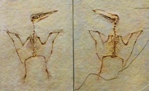 P. spectabilis 종의 모식 표본 (현재는 P. antiquus의 어린 개체)