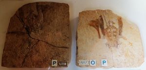 P. grandipelvis 화석 골반