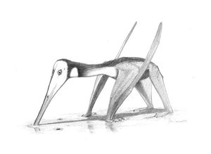 갯벌에서 갯지렁이를 잡는 상상도