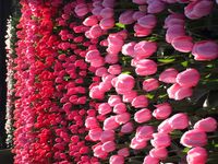 튤립(백합과) 재배