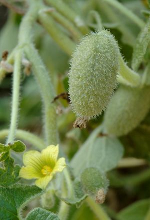 쿠쿠르비타신 B를 함유한 Ecballium elaterium의 열매와 꽃. 일명 squirting cucumber 또는 exploding cucumber