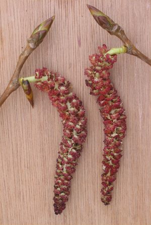 Populus × canadensis의 수꽃