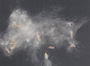 포플러 나무의 씨앗은 씨앗을 둘러싼 가는 털 때문에 바람에 의해 쉽게 퍼진다.