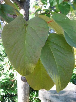 Populus lasiocarpa의 잎