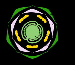 감자 (Solanum tuberosum)의 꽃 도표