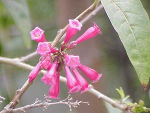 야래향 (Cestrum elegans) - 관상용으로 사용되는 관목