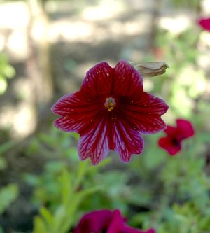 살피글로시스 (Salpiglossis sinuata)의 꽃 - 예나 식물원(Botanischer Garten Jena) (독일) 소재