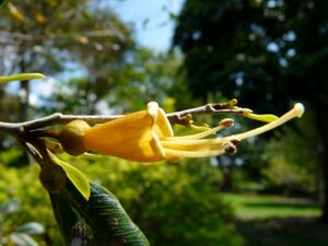Espadaea amoena (괴체나무아과)