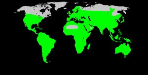 전 세계 가지과 분포 지도 (연두색 지역)