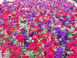 여름철 화단 식물로 흔히 재배되는 풀본 식물인 페튜니아 × 아트킨시아나