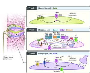 미각 수용체의 신호 전달