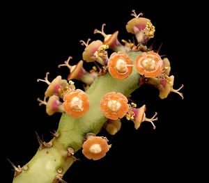 Euphorbia baylissii의 Cyathium