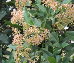 Ceratopetalum apetalum}})