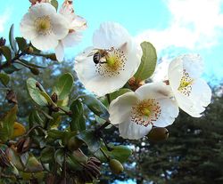 Eucryphia cordifolia}})