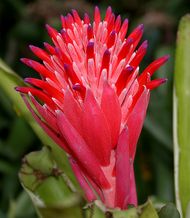 파인애플과에 속하는 <i>빌베르기아 피라미달리스