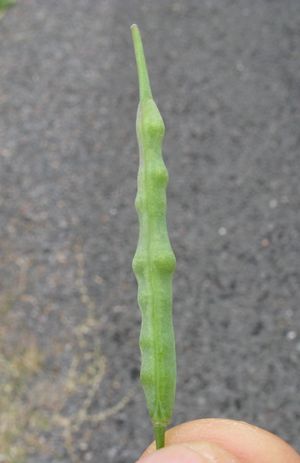 [[꼬투리 (열매)|꼬투리]] 안에 [[씨앗]]이 들어 있음