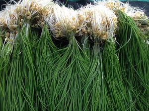 달래의 희고 둥근 비늘줄기와 긴 대롱 모양 잎 (충청남도 서산시)