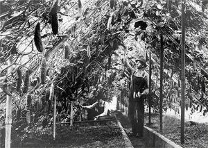 오이가 미네소타주 리치필드의 온실 천장에 닿아 있으며, 시장 원예사들은 1910년경 미니애폴리스에서 판매할 다양한 농산물을 재배했다.