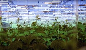 핀란드 내르페스의 온실에 있는 열 조명