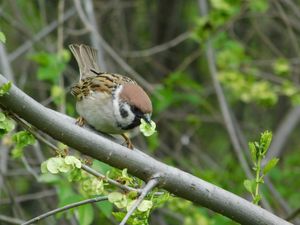 유럽 참새가 비술나무 씨앗을 물고 있는 모습, 우크라이나