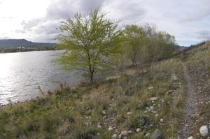 미국 워싱턴주 컬럼비아강 강둑을 따라 자라는 비술나무(U. pumila), 2013년