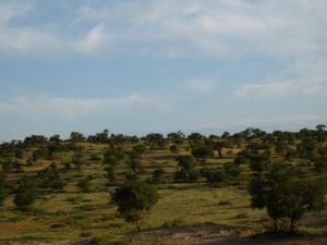 몽골 불간주 바얀누르 솜의 모래 스텝 지역에 있는 비술나무(U. pumila) 개방형 삼림, 2008