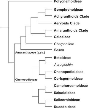 비름과(Amaranthaceae s.l.)의 분기도. Müller & Borsch 2005, Kadereit et al. 2006, Sanchez del-Pino et al. 2009의 계통 발생학적 연구를 기반으로 수정 및 단순화됨.