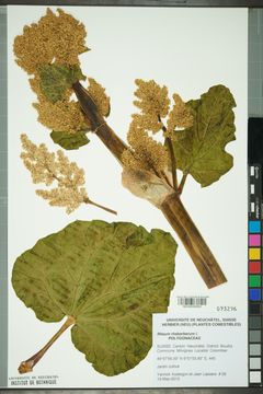  의 잎과 꽃자루 건조 표본.