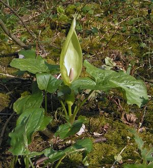 뻐꾹나리(Arum maculatum)는 영국 삼림 지대에서 흔히 볼 수 있는 천남성과의 식물이다.