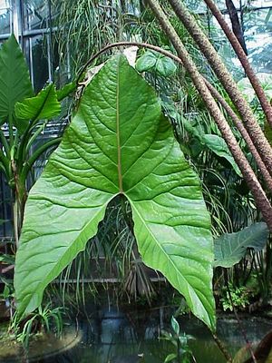 키르토스페르마속의 일종인 Cyrtosperma johnstonii