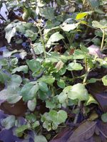 물가에서 잘 자란다