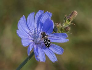 꽃에 있는 얼룩무늬 꽃등에
