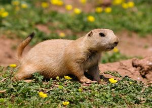 페인트턴 동물원(Paignton Zoo), 데본, 잉글랜드