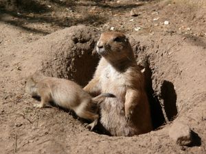 검은꼬리프레리도그가 새끼와 함께 굴에서 나오고 있다.