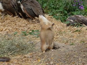 프레리도그가 소리를 지르고 있다
