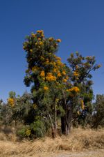 누이치아 플로리분다