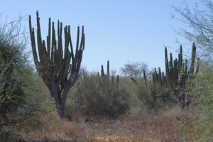 카르돈 (P. pringlei) 라파스 외곽