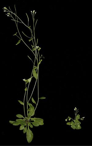 돌연변이로 인해 식물인 애기장대(Arabidopsis thaliana)가 옥신에 반응하지 못하여 비정상적인 성장을 보이는 모습(오른쪽)