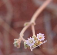 로스모치스라는 이름의 유래가 된 모치(부르하비아 코키네아) 식물