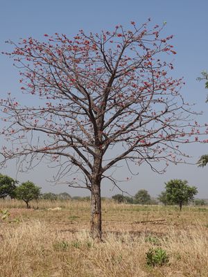 베냉 펜자리 국립공원 주변의 Bombax costatum