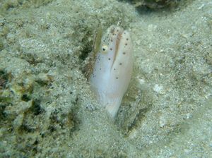 Pseudoechidna brummeri